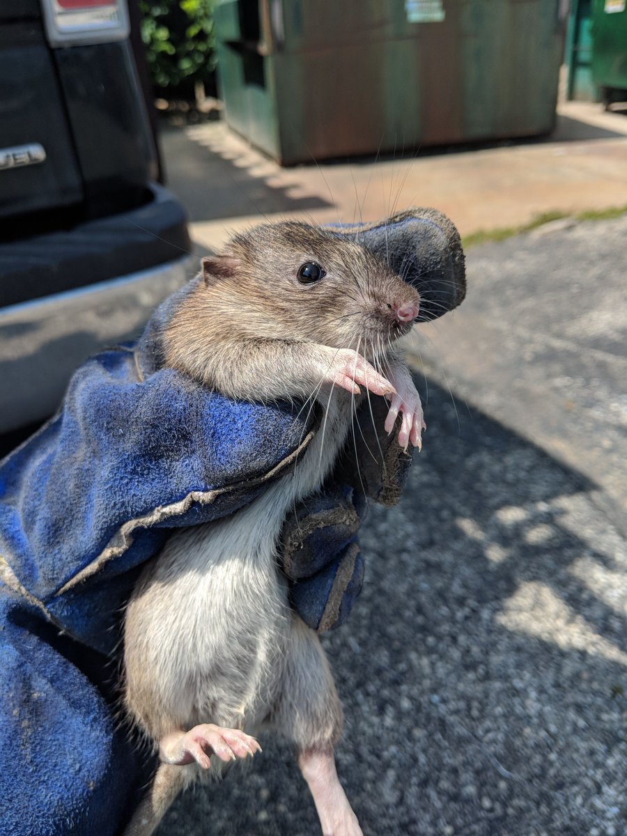 awcmilwaukee's tweet image. Rodent Awareness Week is here! 🏠 Fall is when mice &amp;amp; rats look for warmth indoors — don’t let your home become their winter getaway. Seal entry points, store food securely, and schedule a professional inspection to keep your home rodent-free all season long.
#RodentAwarenessWeek