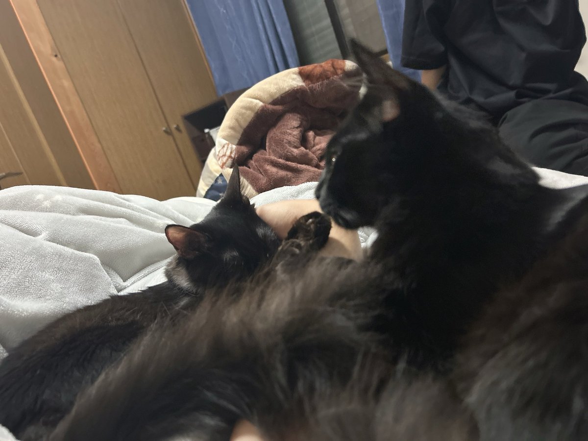 soyokaze0800's tweet image. 