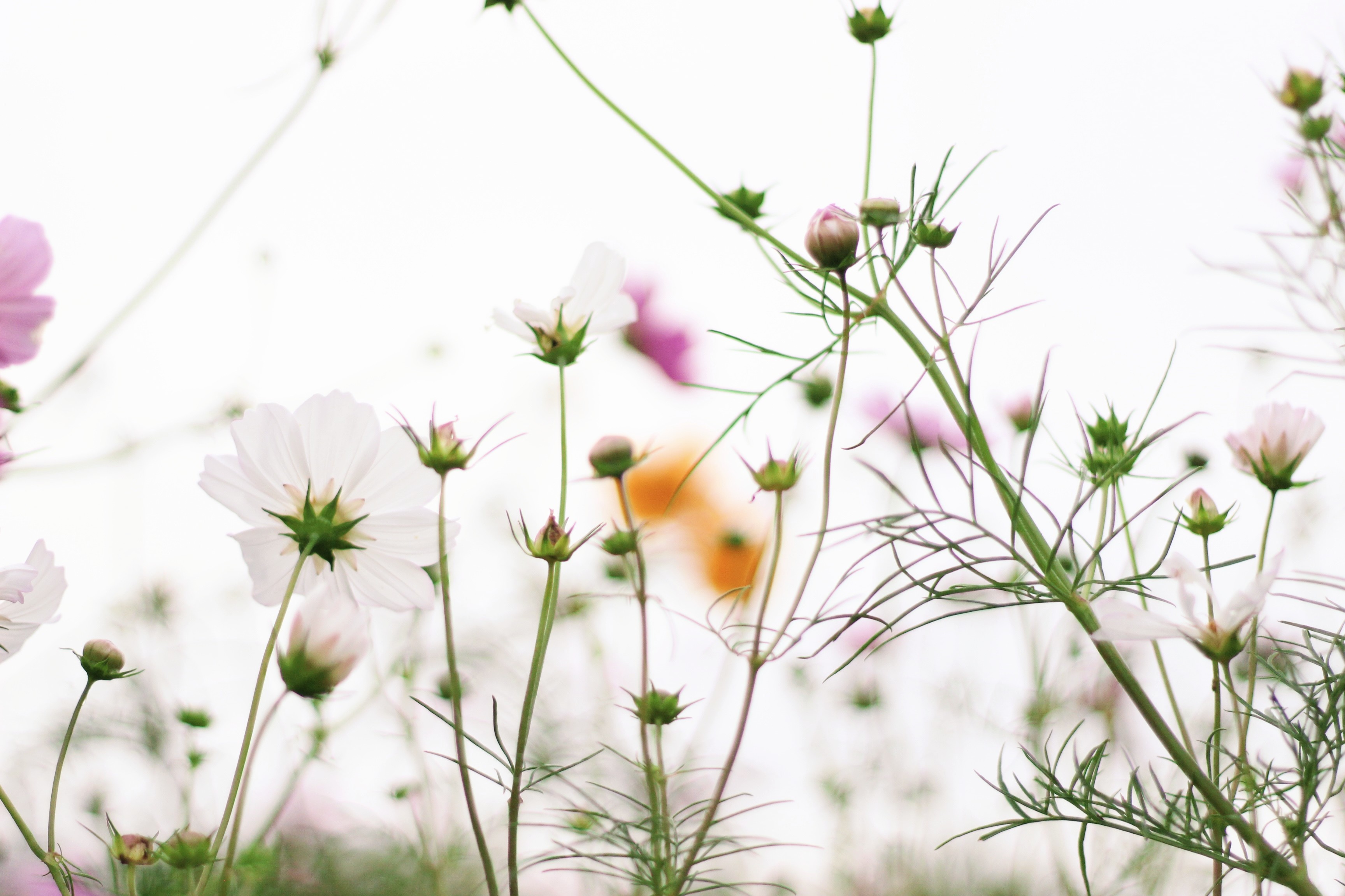 コスモス Kudochan on X: 