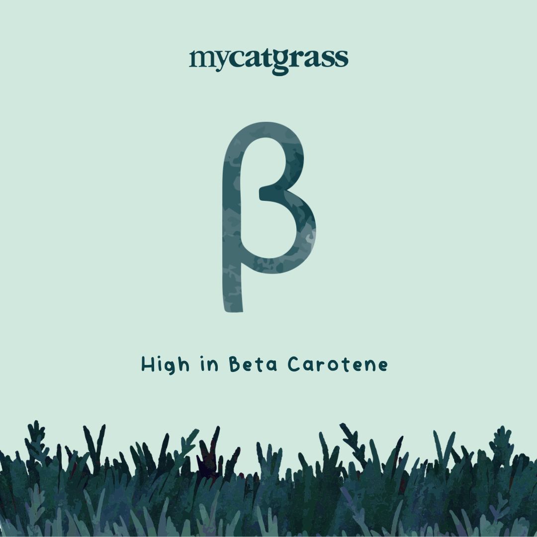 MyCatGrass's tweet image. Did you know MYCATGRASS ready grown cat is high in Beta Carotenes, great at supporting the healthy removal of free radicals in cats? #catgrass, #catnip, #readygrowncatgrass, #pregrowncatgrass, #catfood, #mycatgrass, Learn More here: mycatgrass.co.uk/cat-grass/