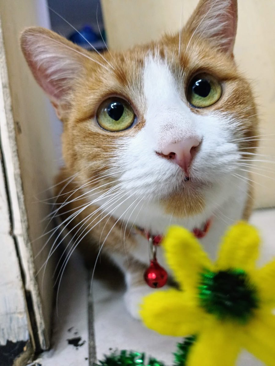 #Adopta a Mandarina 
#Gata, 2 años. DVE. 
pakalalrescate@gmail.com o 3325520135