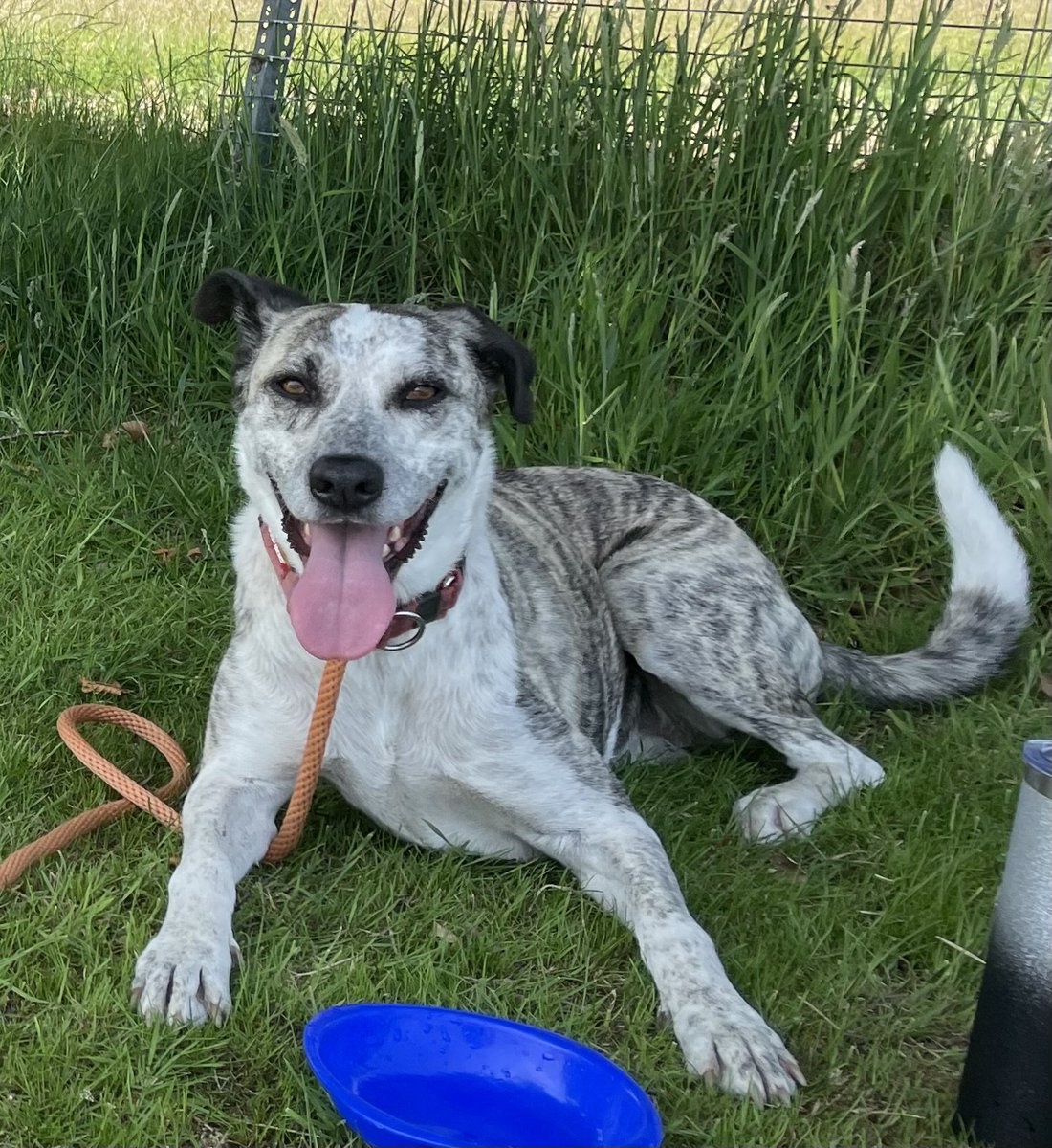 chris towers (@millypod1) on Twitter photo 🆘19 OCT 2025 #Lost Misty #ScanMe
#RESCUE White Brindle Lurcher Female
Shave Wood car park #Minstead #SO43
#Lyndhurst & Minstead #Hampshire
a bit nervous of other dogs, whilst she is right weight for breed she is skinny and likely will loose weight quickly
doglost.co.uk/dog/200485 🆘19 OCT 2025 #Lost Misty #ScanMe
#RESCUE White Brindle Lurcher Female
Shave Wood car park #Minstead #SO43
#Lyndhurst & Minstead #Hampshire
a bit nervous of other dogs, whilst she is right weight for breed she is skinny and likely will loose weight quickly
doglost.co.uk/dog/200485