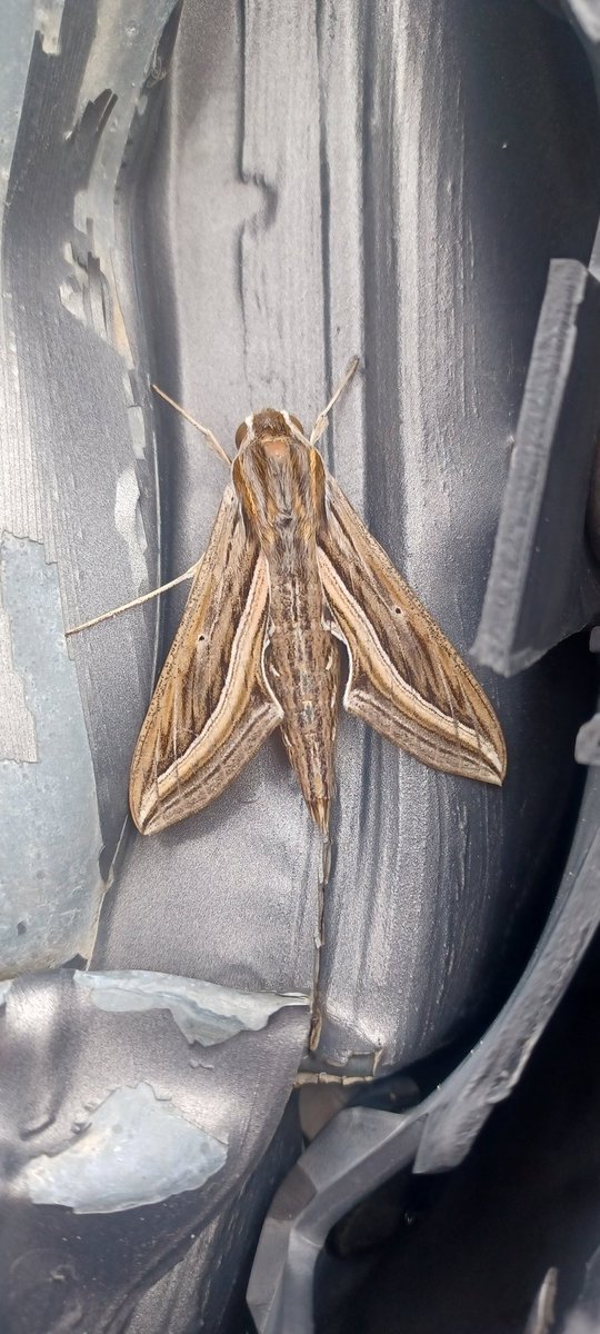 autumn vibes

#Autumn #automnvibes #seascape #Erica #moth #seascapephotography #wildlifephotography #plants #Lesvos #Lesbos #phonepics #Greece