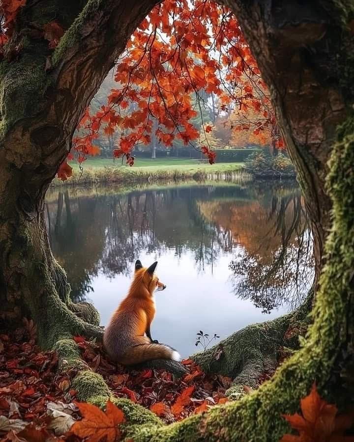 Happy Monday 🦊🍁🧡🍂