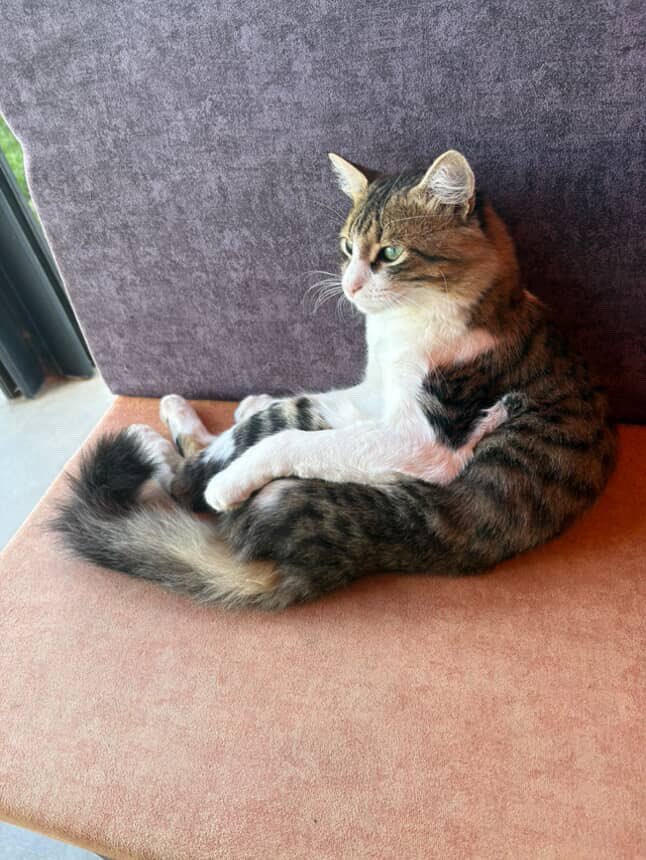 bu çocuk bakıldığı kafe kapanacağı için sokakta kalacak lütfen yuva olun 
bandırma balikesir ve çevresi