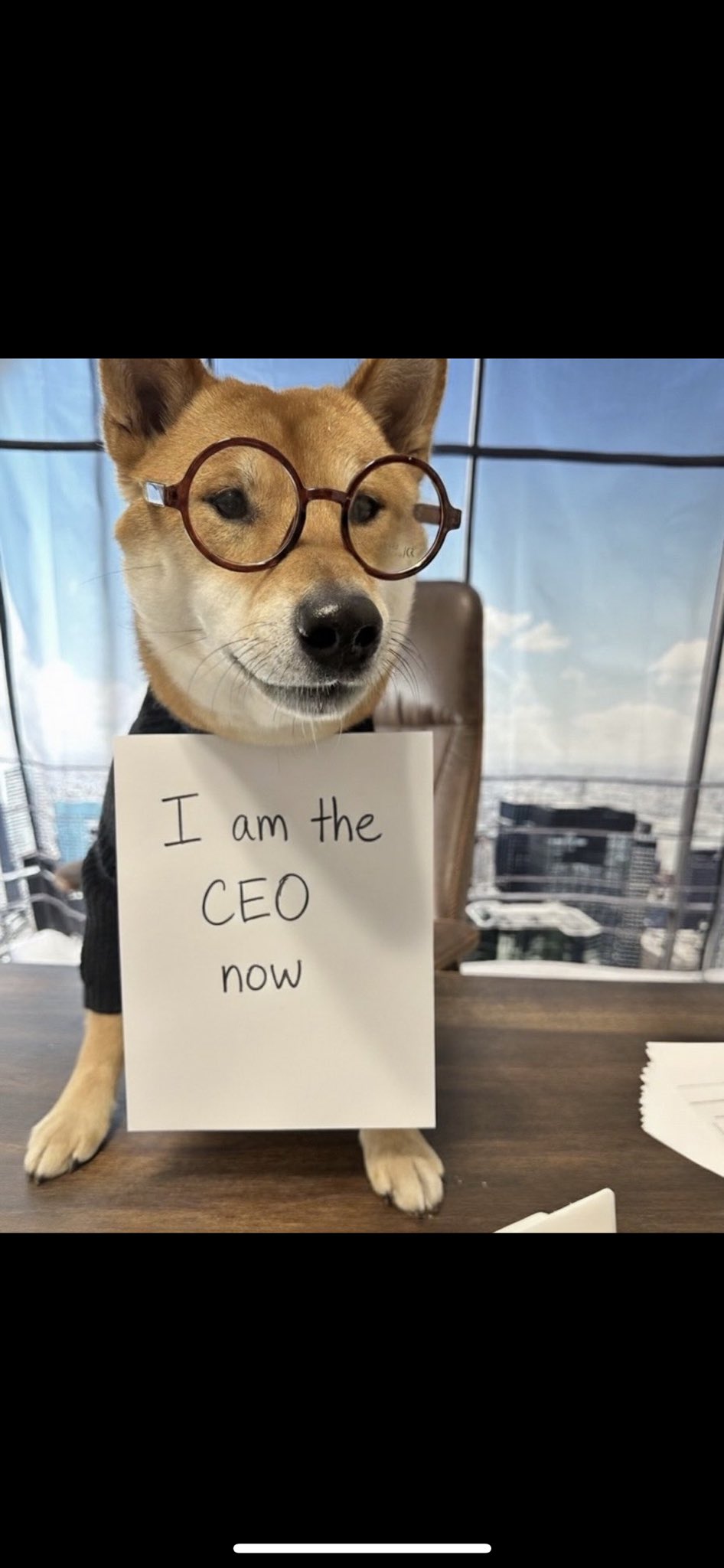 Floki sitting at the CEO's desk