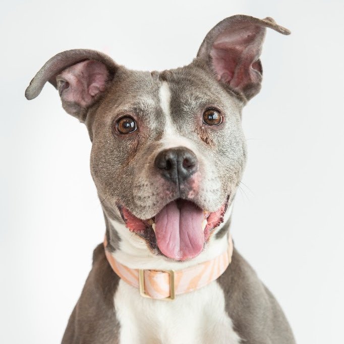 Happy Howie's Natural Dog Treats tweet media
