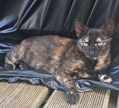 20.10.25 Perdue chatte écaille de tortue à Alban (vers place du Foirail). "Opale". Contact : facebook.com/profile.php?id… #Tarn #chat
