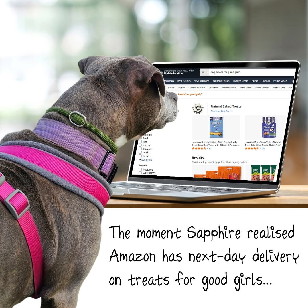 SeniorStaffy's tweet photo. “Our seniors have been browsing Amazon again… 👀 If you’d like to treat them, you’ll find their wish list here! They promise extra tail wags in return 🐶❤️”

You can find our Amazon wishlist here 👉👉https://t.co/HFZvjEHigK

#teamzay #AdoptDontShop #rescuedog #adoptable #dogs https://t.co/QROBpSH1K7