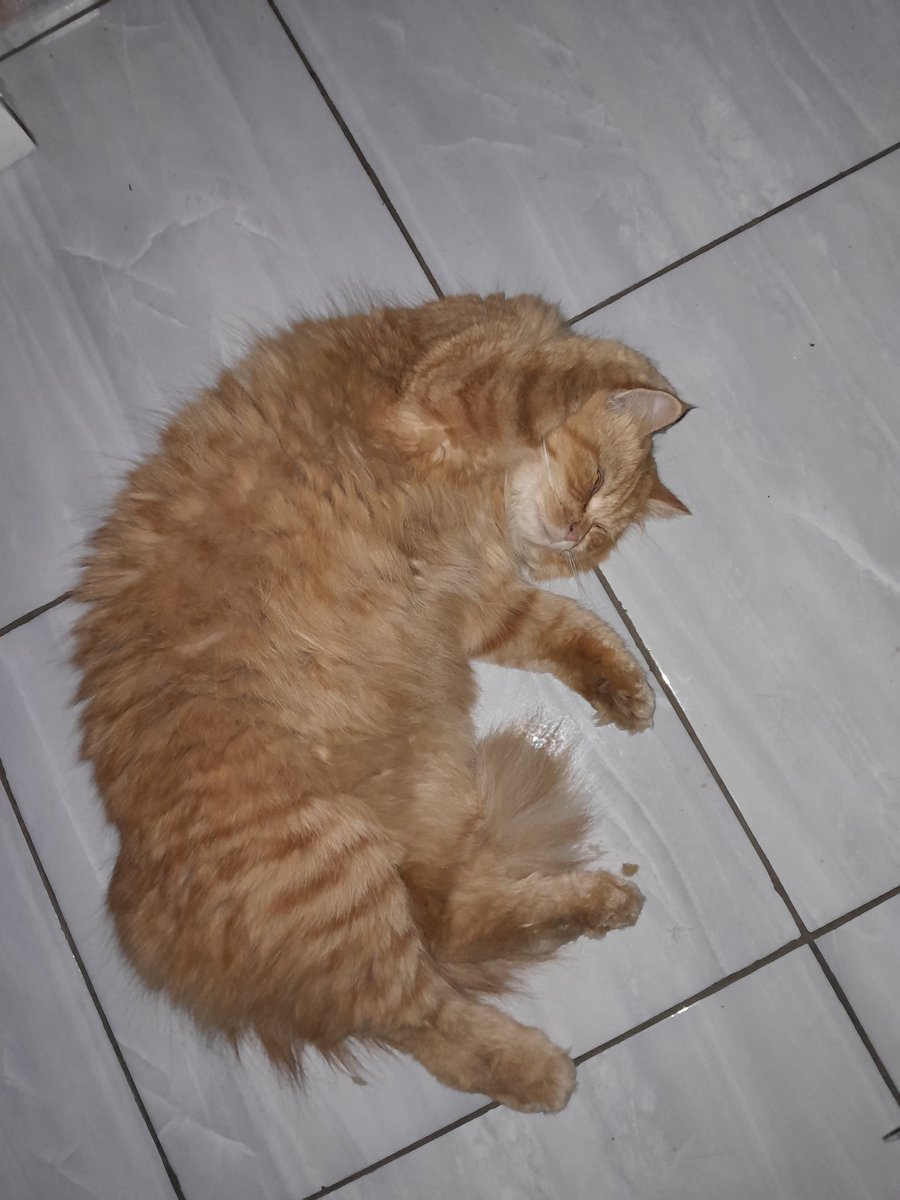 skyschooper's tweet photo. Majikan 🐱 https://t.co/NirjGIqHNl