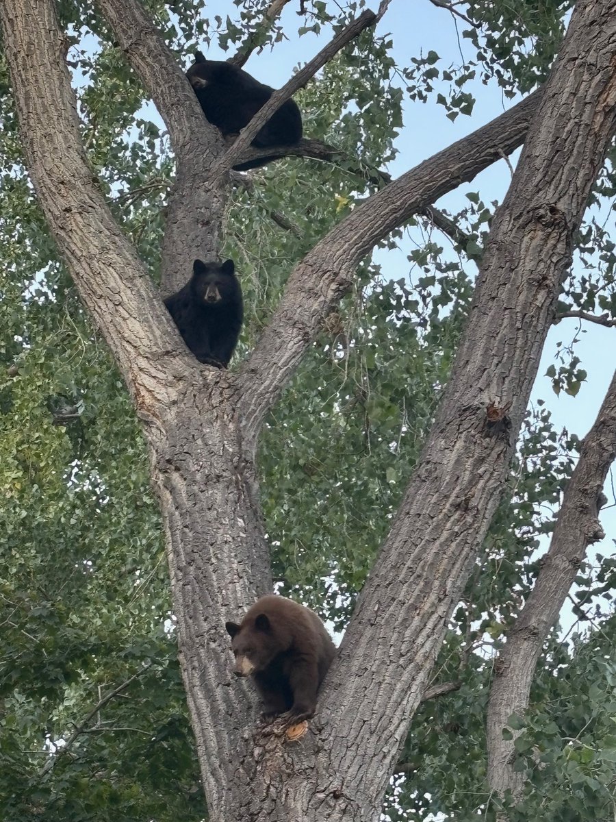 CPW_NE's tweet image. &quot;I protect the family&quot; I whisper to myself as I put the trash cans out in the morning instead of the night before

The family: