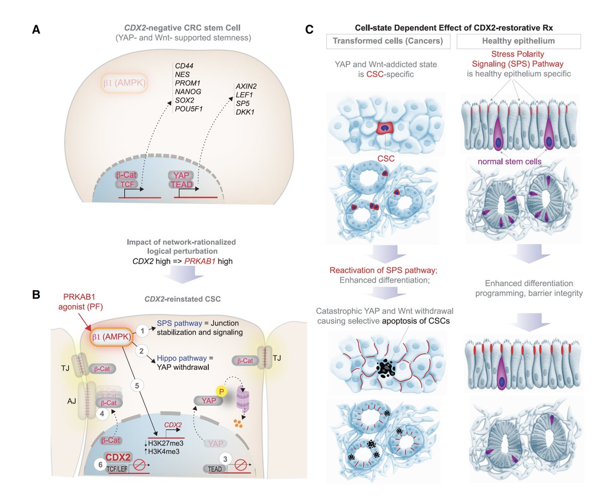 Cancer stem cells (CSC) are elusive and one of the reasons for resistance to treatment. Machine learning led to discovery of a way to promote their self-destruction (apoptosis)
cell.com/cell-reports-m…
