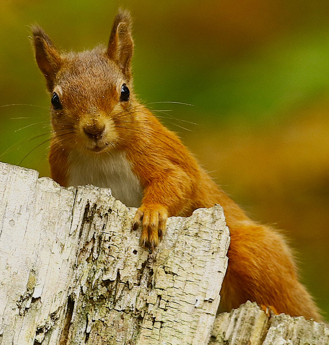 A very mischievous Red Squirrel rummaging around the woodland on Durham Moors.
<a href="/durhamwildlife/">DurhamWildlifeTrust</a> 
<a href="/Mammal_Society/">Mammal Society</a> 
<a href="/BBCCountryfile/">BBC Countryfile</a> 
<a href="/CountryfileMag/">Countryfile Magazine</a> 
<a href="/WildlifeTrusts/">The Wildlife Trusts</a> 
<a href="/NaturalEngland/">Natural England</a> 
<a href="/DickKingSmith/">Dick King-Smith HQ</a> 
<a href="/NorthEastTweets/">North East Tweets</a>