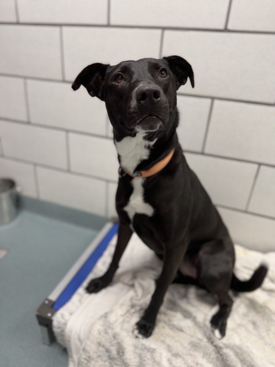 It’s officially Big Mutt-tober at the SPCA Serving Erie County! Now through October 31, adoption fees for all eligible large dogs (44+ pounds) are 50% off! Visit YourSPCA.org/news/bigmutt-t… to learn more and see who’s waiting to meet you!