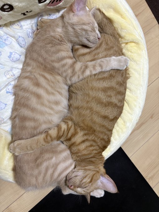 Wulfie  Viking Cat (@vonebowly) on Twitter photo 