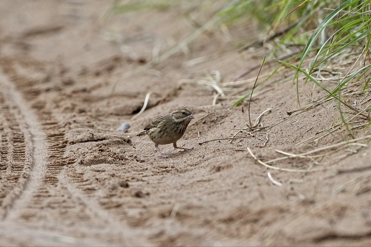 Garry Taylor 🇪🇺 tweet media