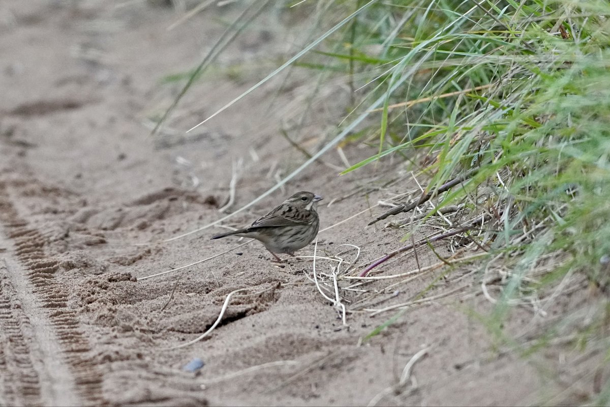 Garry Taylor 🇪🇺 tweet media