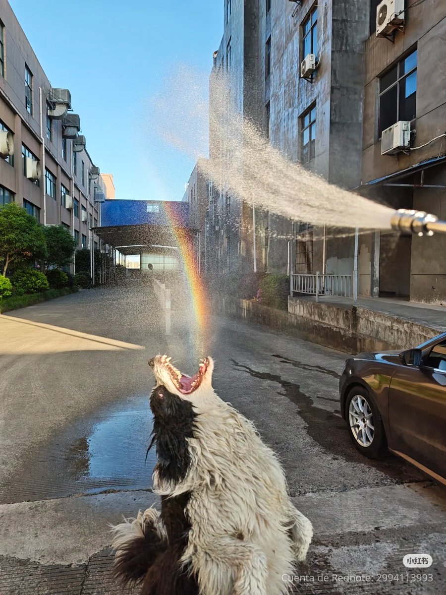 no context animals (@twperritos) on Twitter photo 