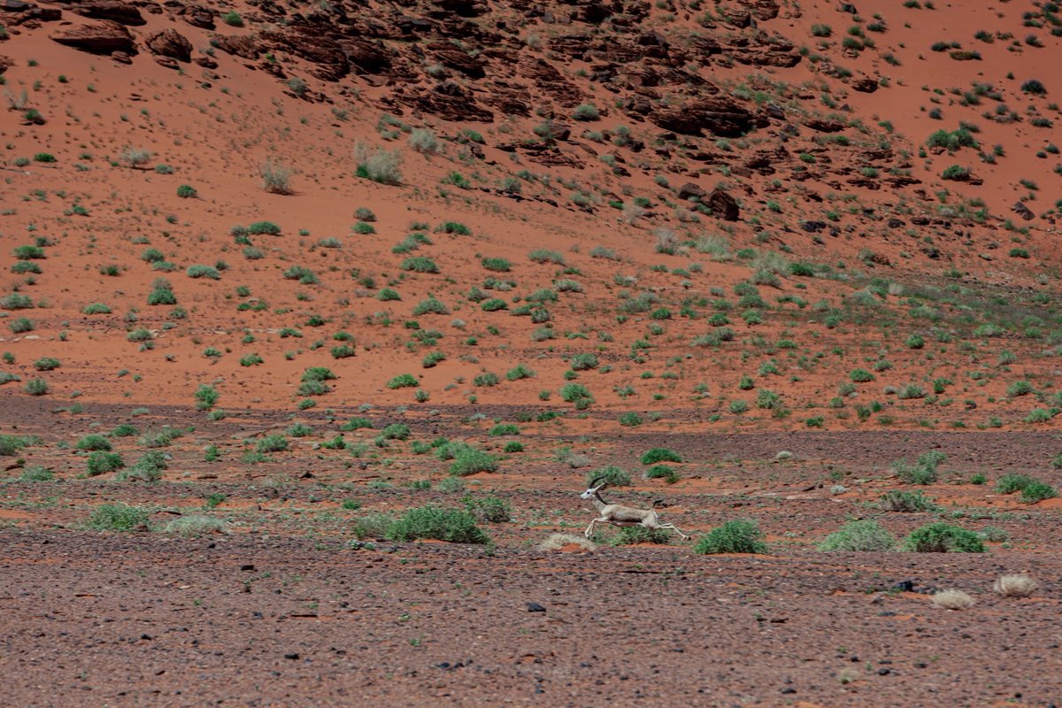 لقطات من #تبوك