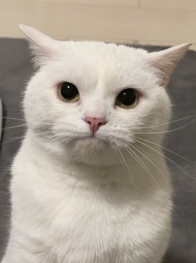 月としらたま (@wataneko_tsuki) / Posts / X