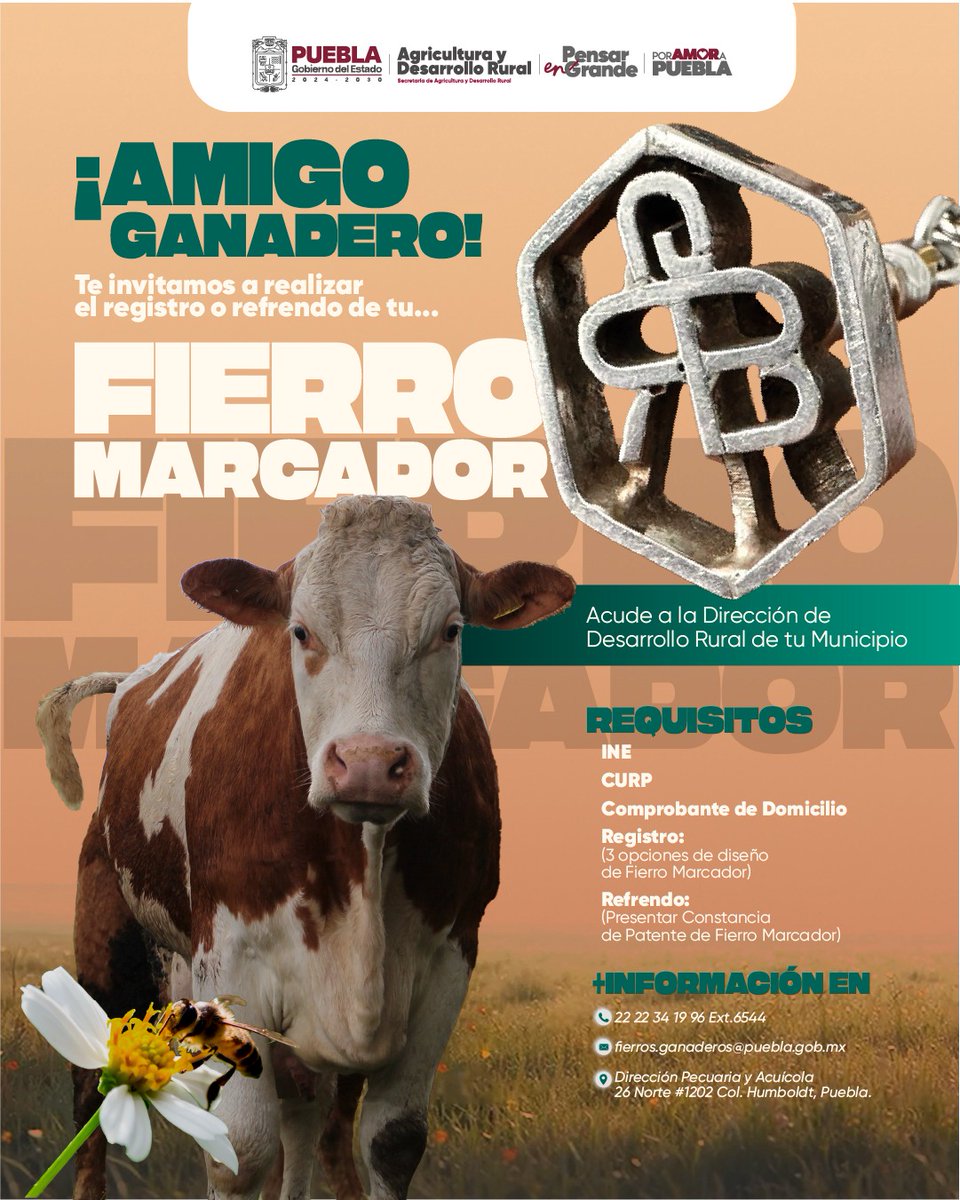 👨‍🌾💚 ¡Amigo ganadero!
En Puebla trabajamos de la mano con quienes día a día fortalecen el campo y la producción pecuaria.

Te invitamos a realizar el registro o refrendo de tu fierro marcador, una acción que brinda certeza, identidad y respaldo a tu labor ganadera.