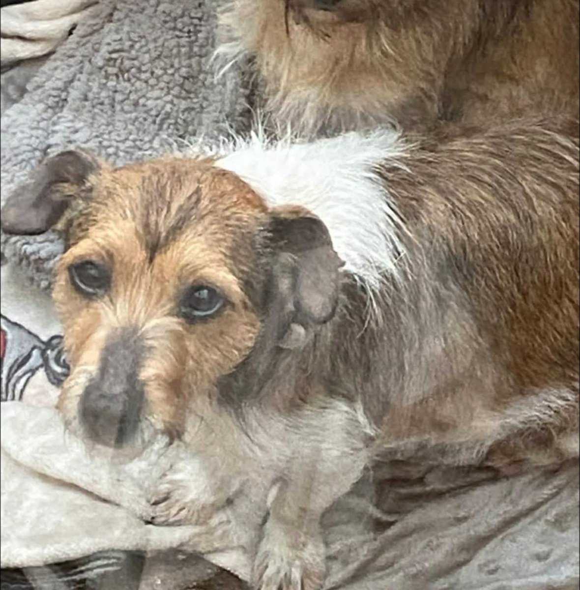 chris towers (@millypod1) on Twitter photo 🆘16 OCT 2025 #Lost Minnie #ScanMe
Jack Russell Terrier Female
#Orpington #Bromley #BR5
#GreaterLondon
Neighbours unexpectedly set off fireworks and Minnie bolted from home. Last seen Sevenoaks way near McDonalds.
doglost.co.uk/dog/200479 🆘16 OCT 2025 #Lost Minnie #ScanMe
Jack Russell Terrier Female
#Orpington #Bromley #BR5
#GreaterLondon
Neighbours unexpectedly set off fireworks and Minnie bolted from home. Last seen Sevenoaks way near McDonalds.
doglost.co.uk/dog/200479