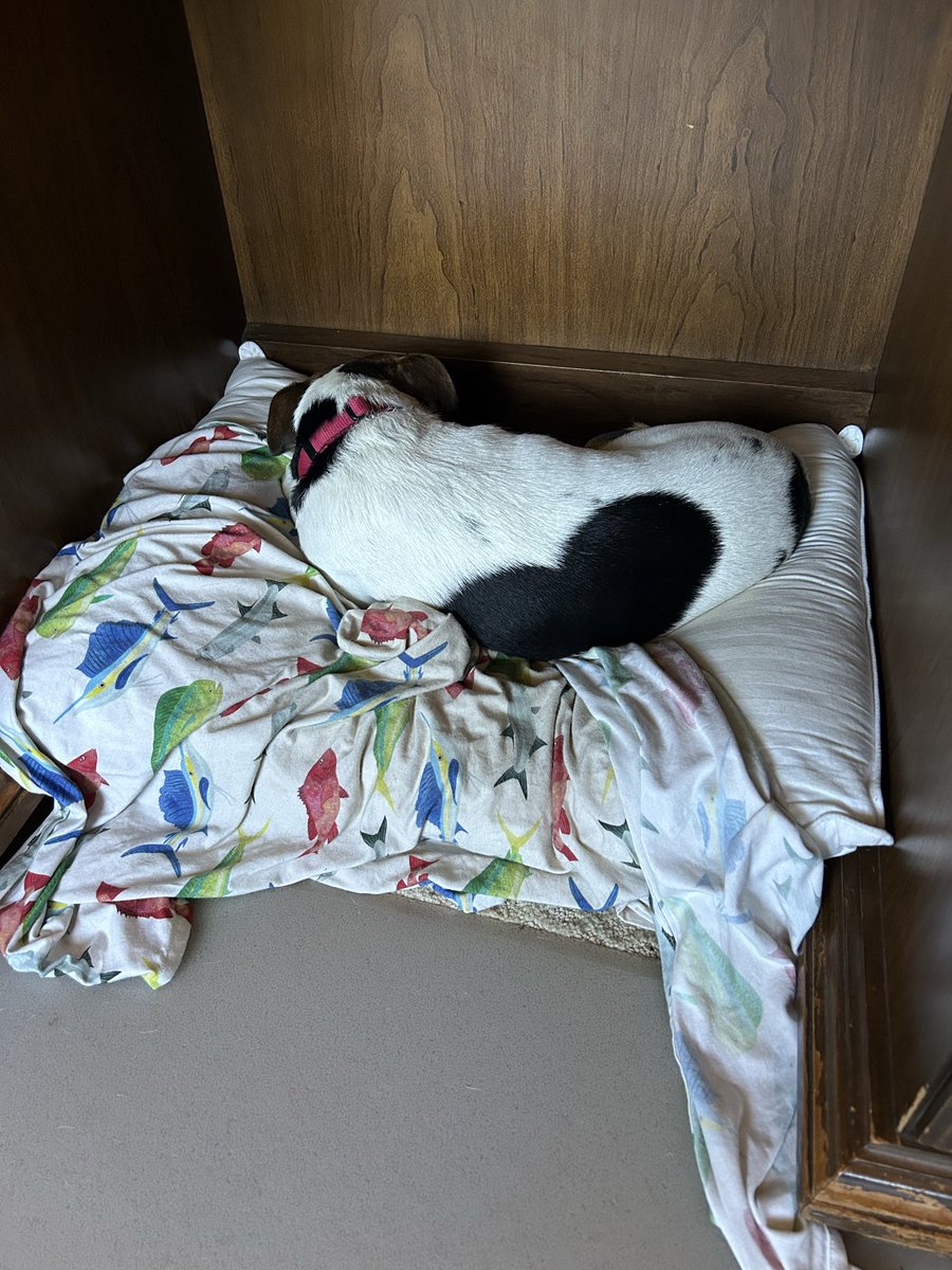 Apparently, my having to work and talk to other humans is disruptive to Mojo’s nap. He got up, looked at me, sighed, and turned his back to me. I’m sorry my working disturbed you my sweet little freeloader! Lol! Good thing he is so cute!🐾💙