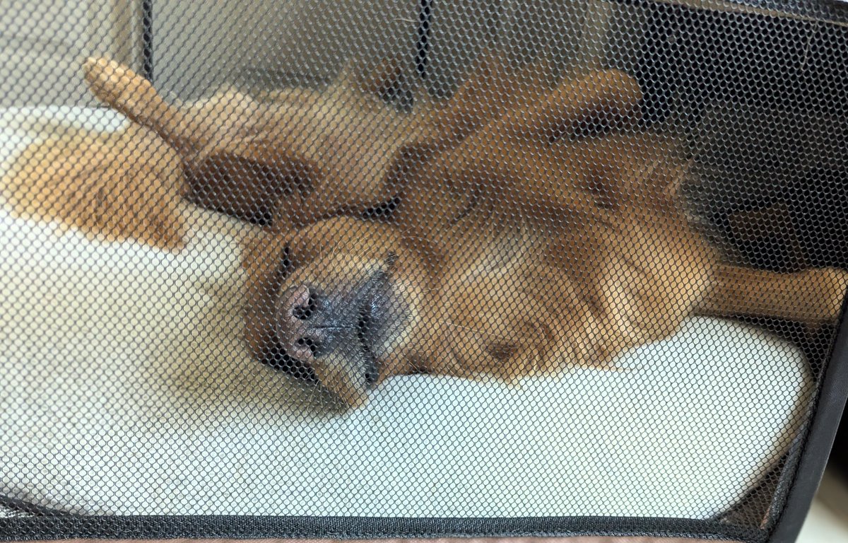 お疲れなようで🤭