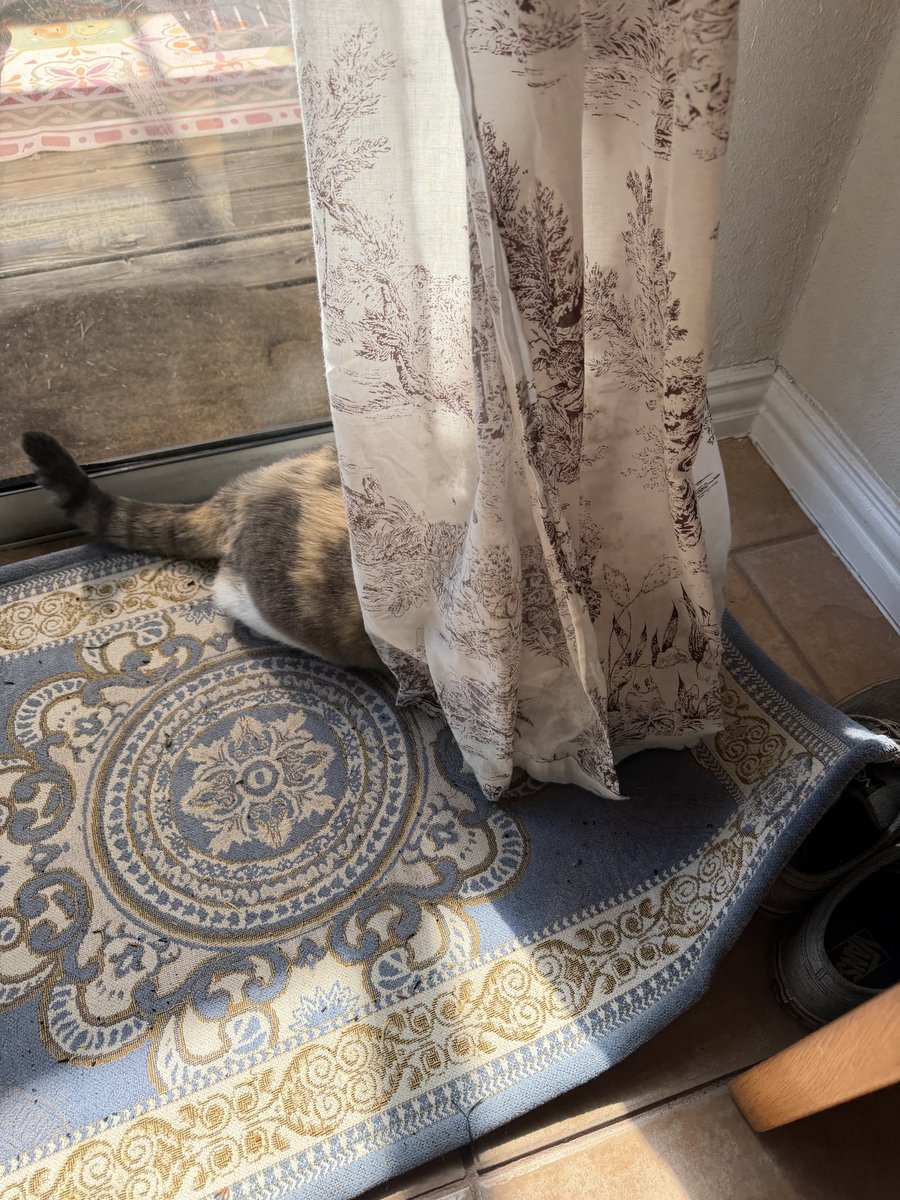 There is no cat in this image