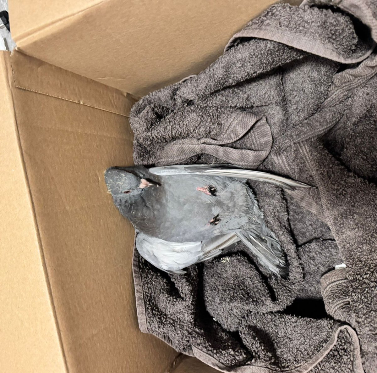 fiorasgf's tweet photo. meine freundin hat eine verletzte taube gefunden guckt mal wie süss sie ist man💔💔💔 https://t.co/RSVT7wGEJy