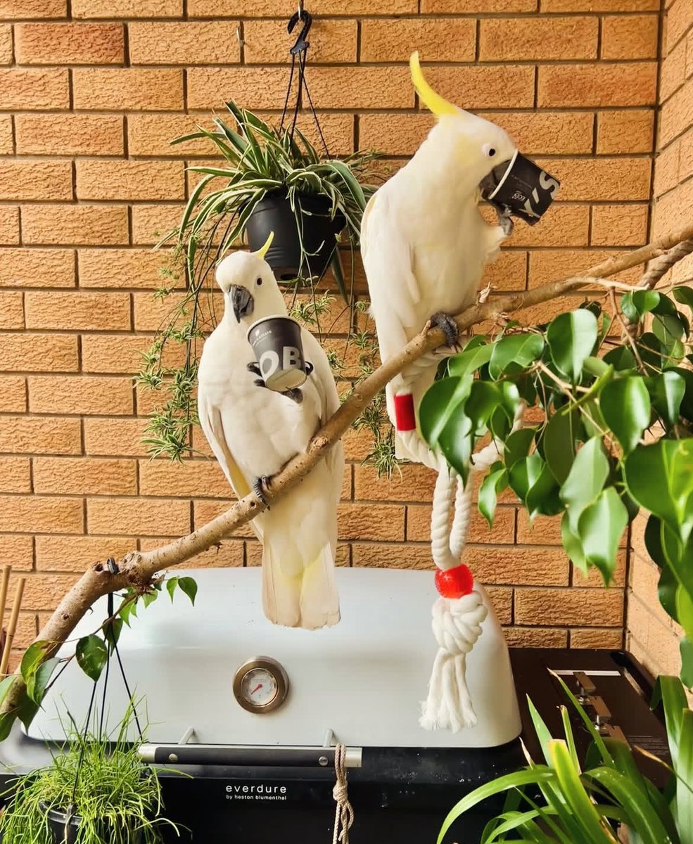 Çok aşığım🫠instagram.com/p/DQAl4F5E1Ja/…
#parrot