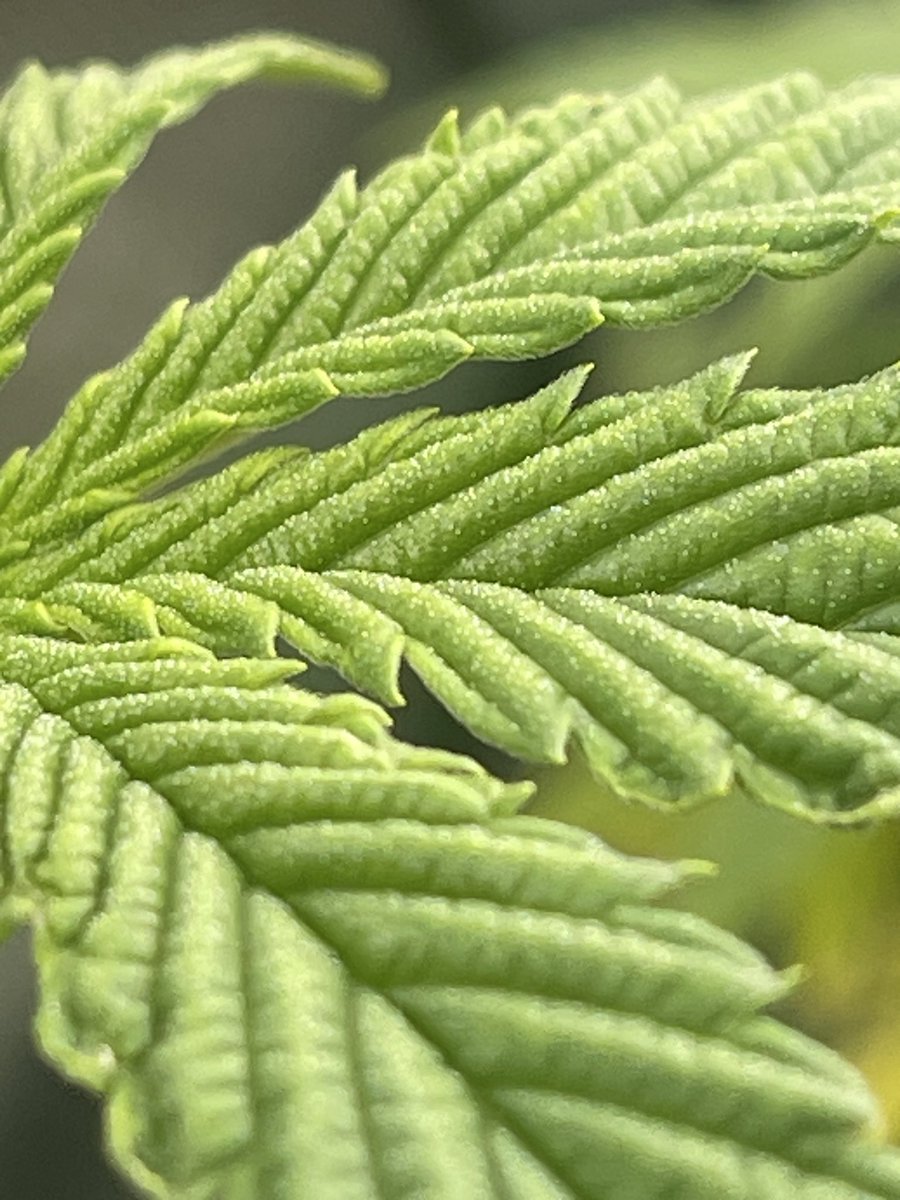 Blueberry Spider in VEG. 

24 hour lights on. With trichomes. 🫐🕷️