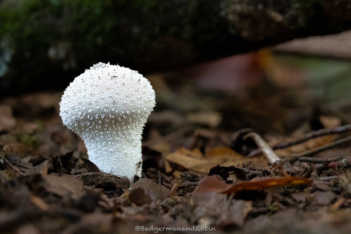 loveday_p's tweet image. Common Puffball (Lycoperdon perlatum) @bbc #bbcnatureweek #mushroom #mushroomhunting #mushroomart #mushroomphotography #fungi #fungiphotography #fungilove #autumn #autumnvibes #autumncolors #inthewoods
