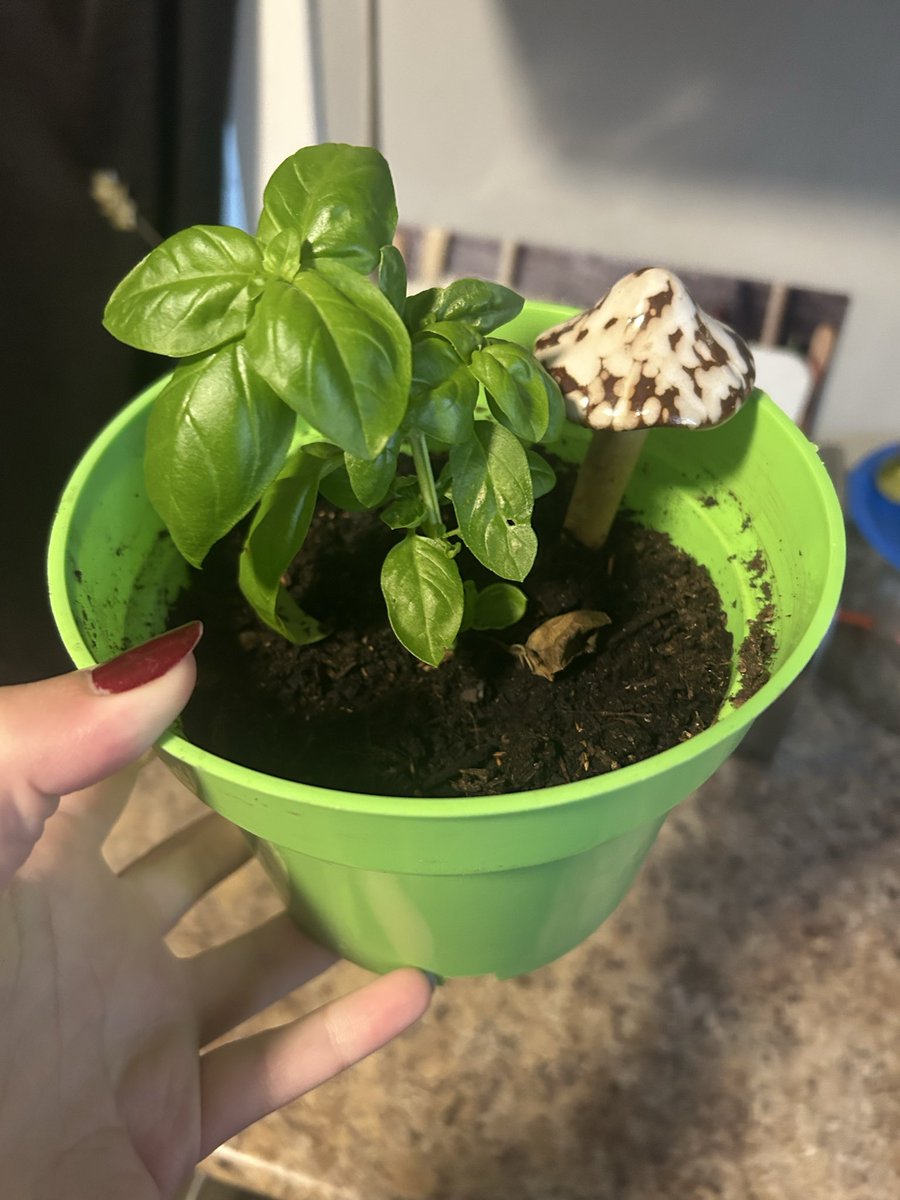 _luvvbug's tweet image. my baby basil plant :o !!