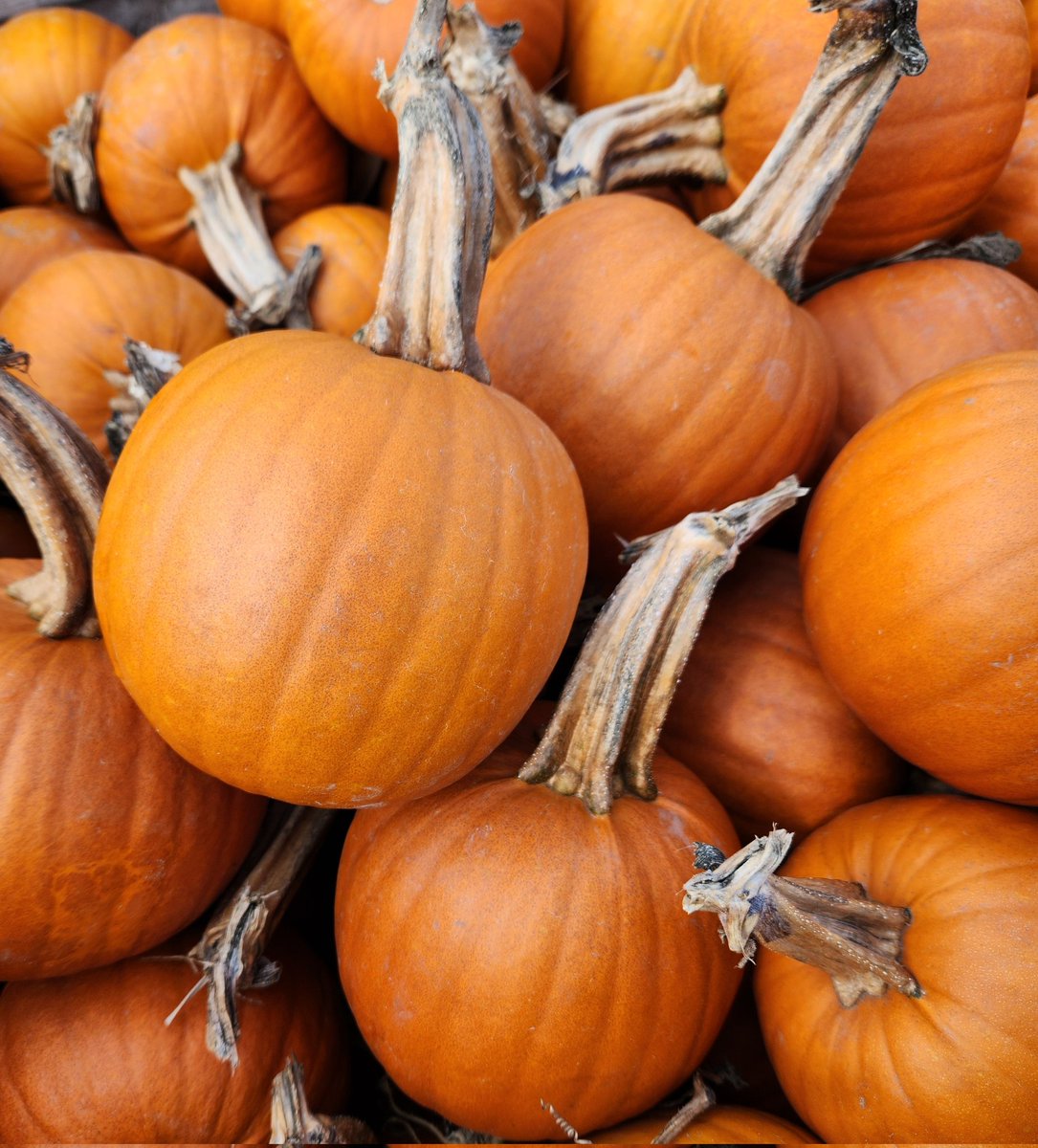 GandSOrchards's tweet photo. Need a large quantity of Pumpkins, Gourds, Corn Stalks or Apples for your school, work, church or family Halloween party or fall festival? We have them available at discount pricing - just send us an email! https://t.co/S5NBS8hYW6