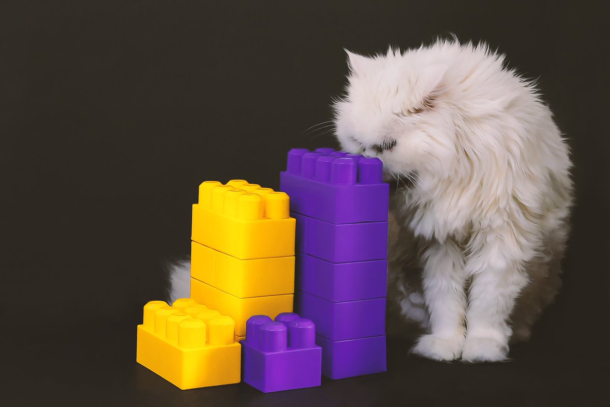 SajiFall's tweet image. Gm #web3
Are you interested in #still_life #photography ?
It&apos;s my first favorite genre!

Take a look and enjoy 💛💜

#cat #lego #purple #ArtTank #artshare #Photographersonchain #thechronicles #888innerartists