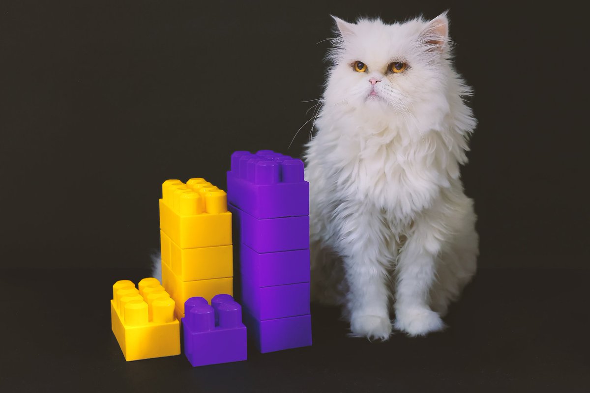 SajiFall's tweet image. Gm #web3
Are you interested in #still_life #photography ?
It&apos;s my first favorite genre!

Take a look and enjoy 💛💜

#cat #lego #purple #ArtTank #artshare #Photographersonchain #thechronicles #888innerartists
