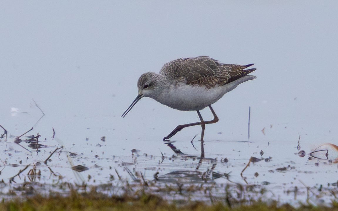 MARSH SANDPIPER at Musselburgh on gloomy Friday - never came close sadly but a lovely bird nonetheless.