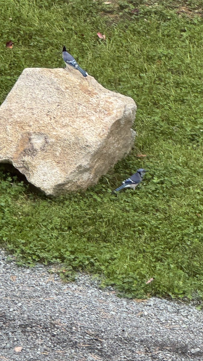 Was taking a shit then looked outside and saw 3 blue jays. This has to be a sign. Jays in 7