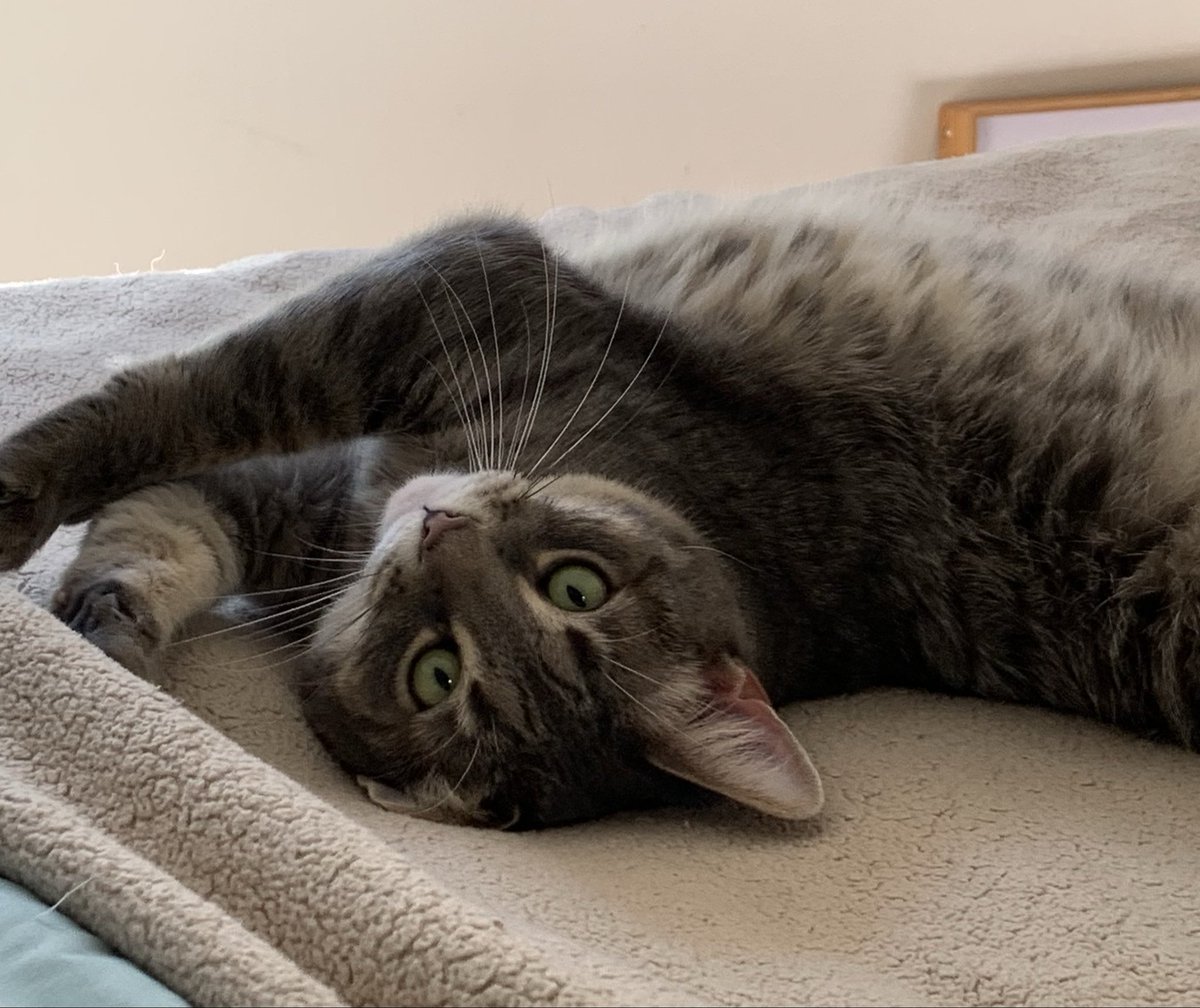 This face is why she gets away with everything #Cats #CatsOfTwitter