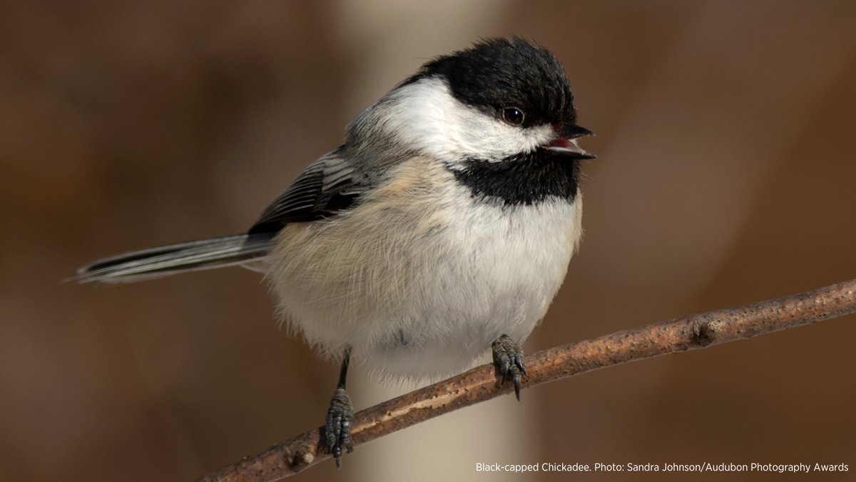 If the internet is giving you trouble, we encourage you to step outside to check out what birds are tweeting today!