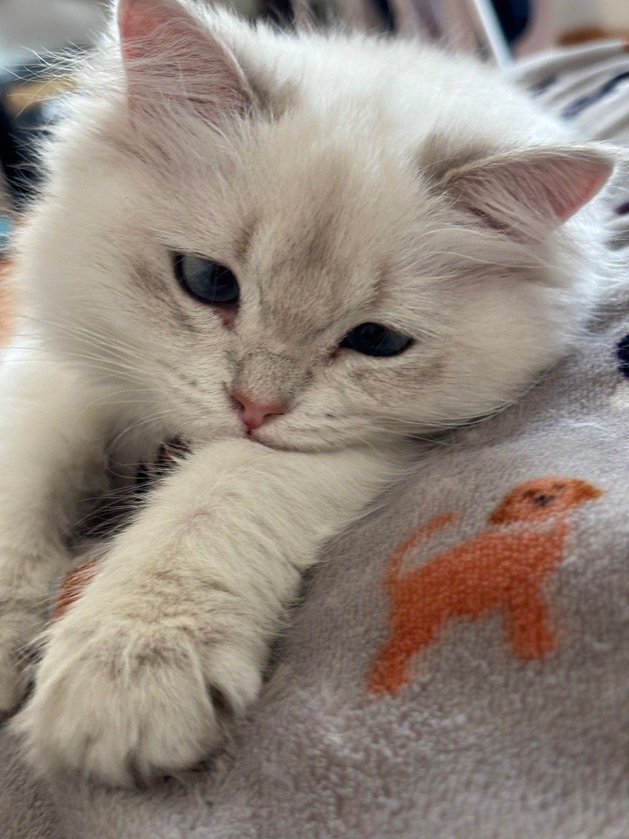 schere's tweet image. 