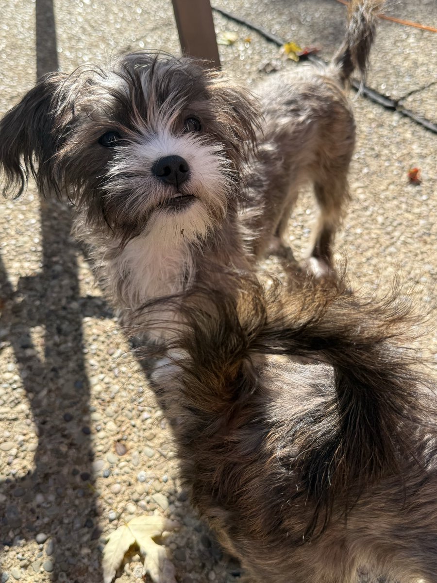 RealEmeraldCity's tweet photo. the tiniest underbite 🥹💕 https://t.co/hhkuW6XJat