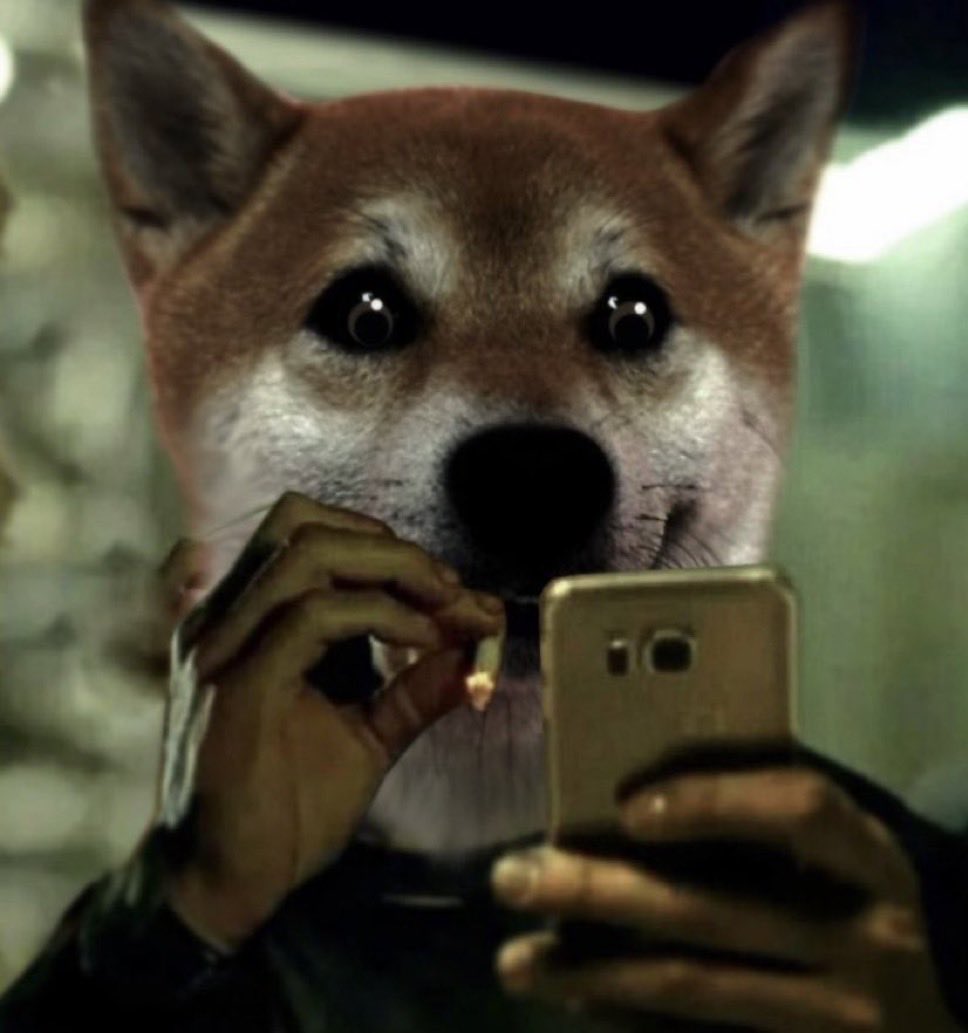 Floki’s reaction realizing that we’re in a Binance Super Cycle.