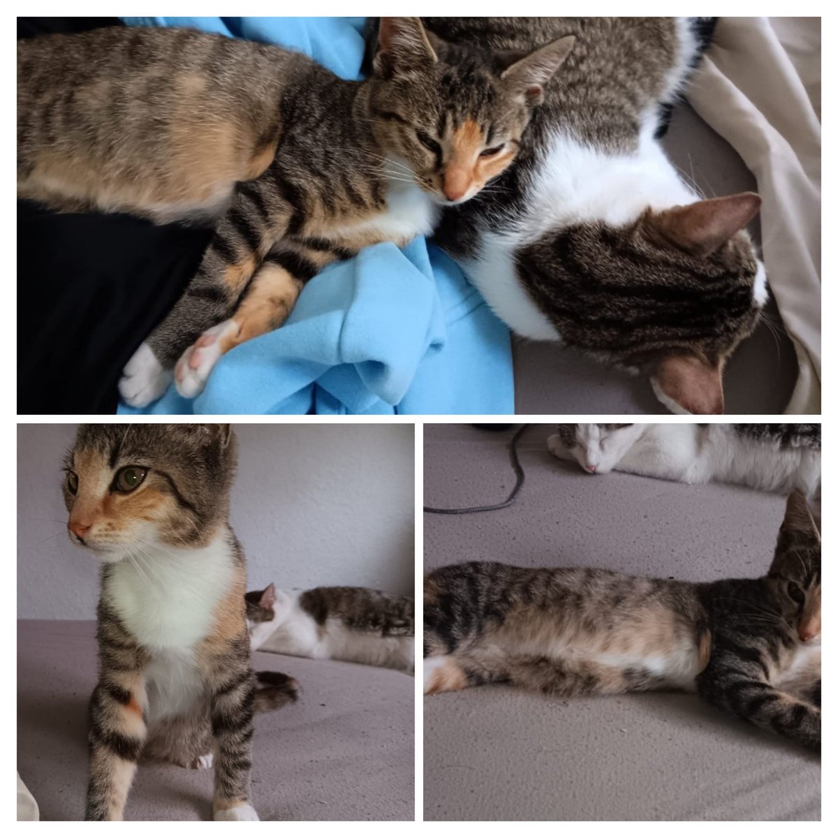 Queen Nightwolf tweet media