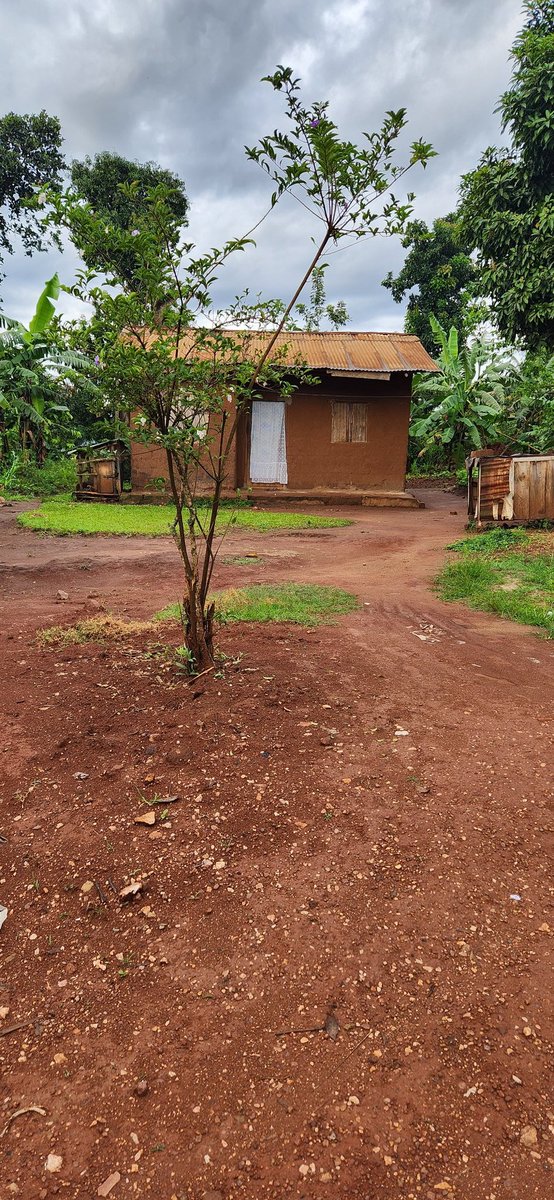 sambiraro's tweet image. 