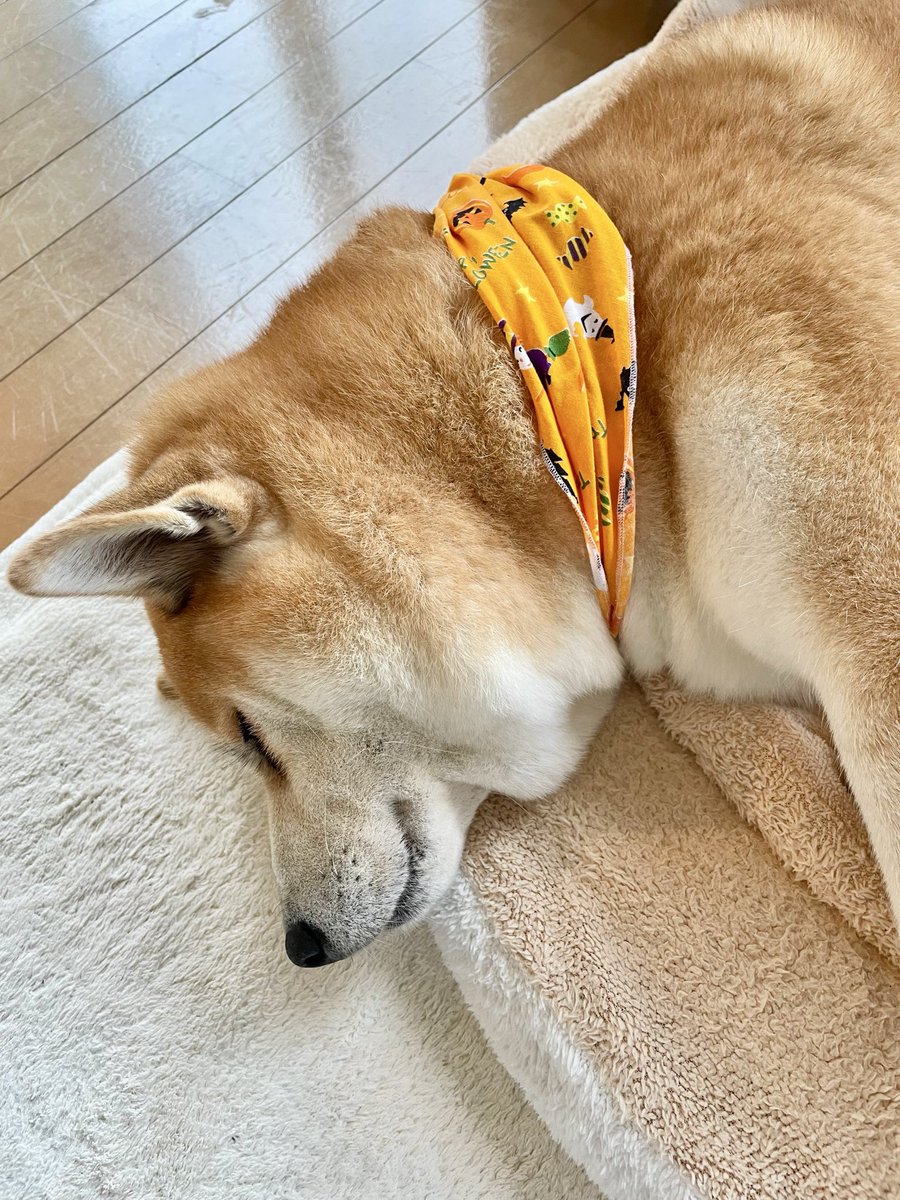 さすけ 千葉犬民 (@hana66679325) / Posts / X