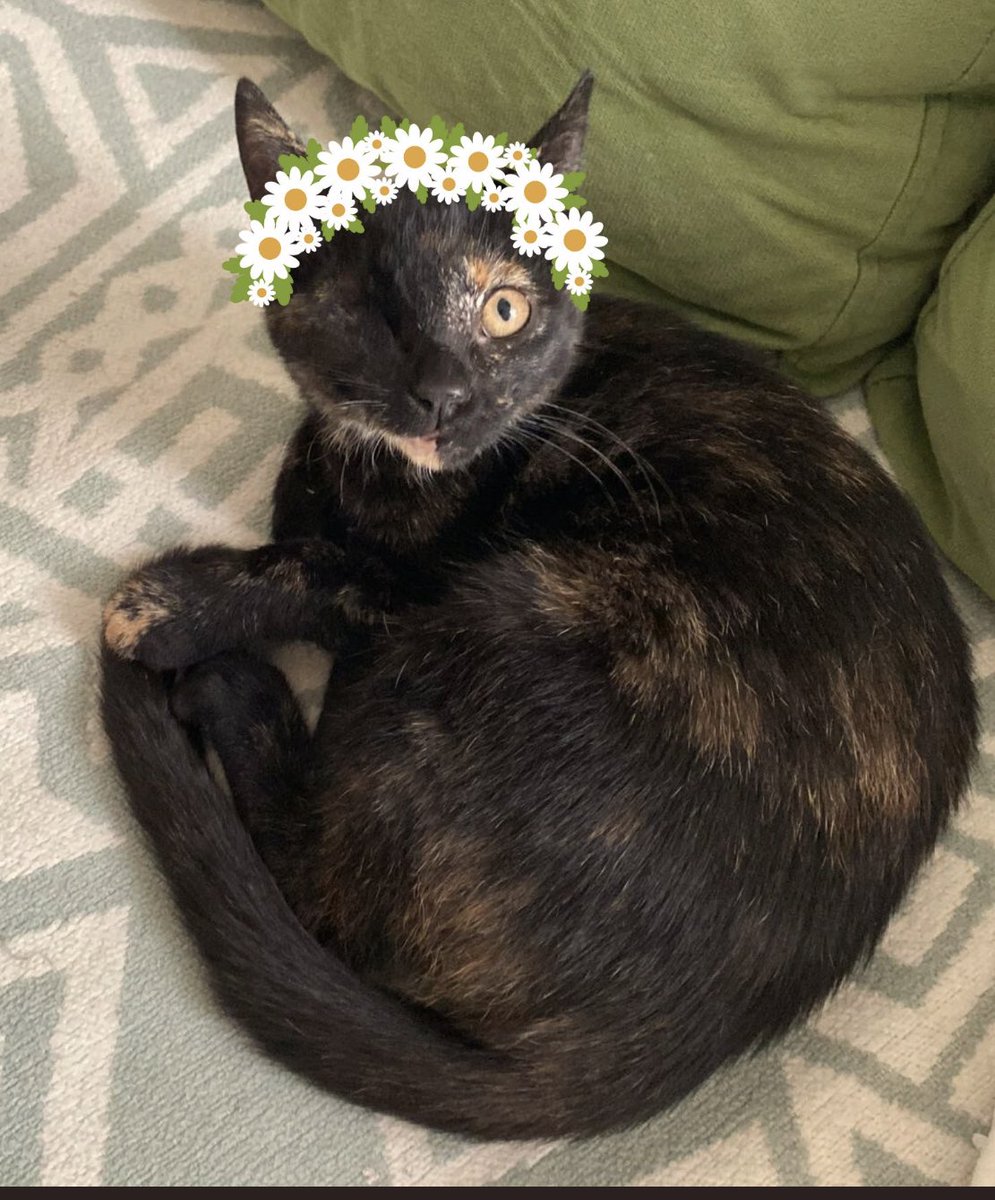 Hürrem aylardır yuva arıyor yaa nerde bu dünya güzelinin ailesi 😭