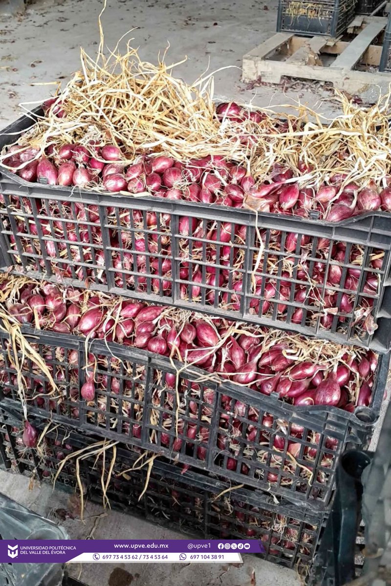 UPVE1's tweet photo. Agradecemos a la empresa Trust Farms, a la Agrícola Pereira Bojórquez y al productor Jesús Manuel Félix por su valiosa aportación de plántulas de berenjena, acolchado, cintilla, agroinsumos y jabas de cebolla para que estudiantes inicien su proyecto de experimentación en el campo https://t.co/NB1mhFThDR