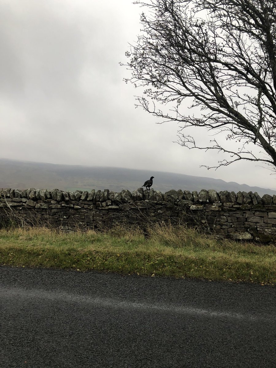 julian russell tweet media